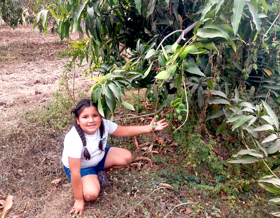 enelarbol